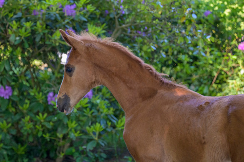 Secretariat